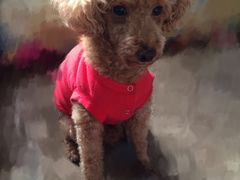 -1013 PET SHOP 宠物商店(近铁城市广场店)
