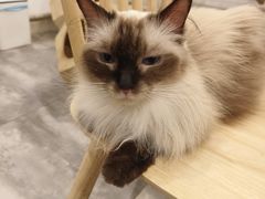 -楼上猫咖(罗湖店)