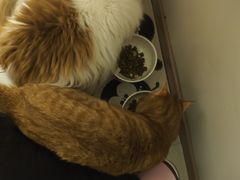 -凯瑞希宠物医院·狂犬免疫·微创·皮肤科