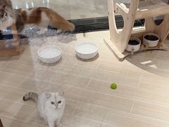 -momokira米努特·德文卷毛猫·棉花面纱犬