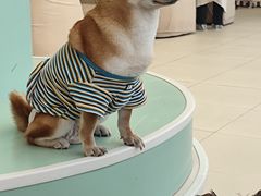 -怪兽屋·羊驼·猫咖·狗咖(俊华广场店)