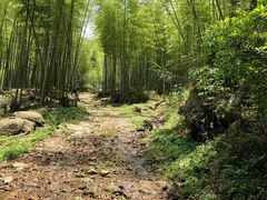 -大围山国家森林公园
