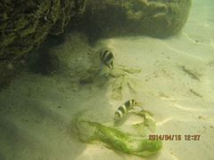 android_upload_pic-东姑阿都拉曼海洋公园