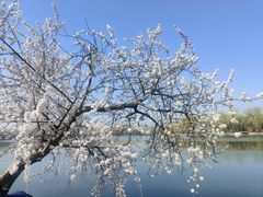 -颐和园