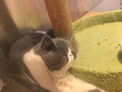 -狗道宠物(常熟印象城店)