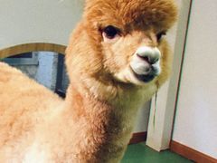 -藦茜花园宠物主题亲子互动体验馆(国顺东路店)