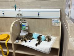 -北京观赏动物医院·24小时大型综合·猫专科·异宠专科