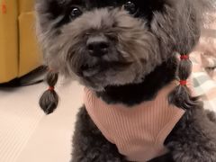 -comecome来吧宠物(奥克斯中心店)