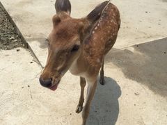 -鹿境梅花鹿生态园区