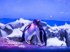 -世界之窗阿尔卑斯冰雪世界