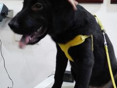 -严国平动物医院(德政总院)