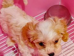 -翊宠yipet猫狗购宠庄园犬舍•猫舍