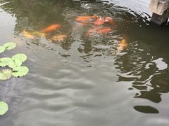 -西湖外事游船(花港观鱼码头)