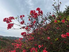 -大围山国家森林公园
