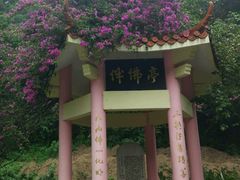 -莫里热带雨林景区