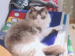 -飞行喵MR PILOT|猫舍·猫咖(静安大融城店)