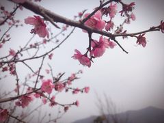 -香雪海