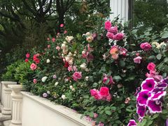 -上海市民办金苹果学校