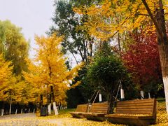 -长白岛森林公园