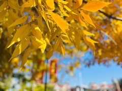 -天津五大道文化旅游区