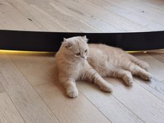 -CAT’S MEWSTAR CAFE·喵星球猫屋(晴湾咖啡店)