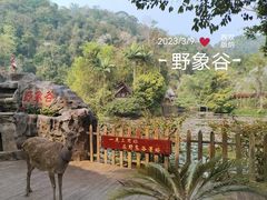 -野象谷景区