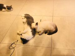 -猫咪博物馆(顶澳仔猫街店)