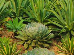 -深圳仙湖植物园
