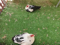 -哈密回王府景区