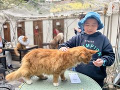 -喵屿·大理花园猫咖