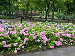 -上海鲜花港