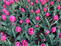 -石家庄市植物园