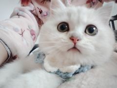 -老吴的猫·猫舍(新区店)