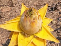 -中国科学院西双版纳热带植物园