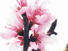 -高东镇樱花园