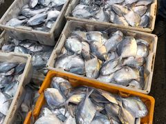 -东方国际水产中心