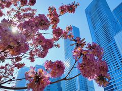 -深圳湾万象城(南山店)