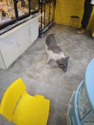 -神奇动物撸宠馆·羊驼·小浣熊·异宠(豫园店)