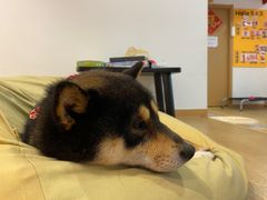 -南京Hallo宠物乐园·哈罗犬舍·柴犬繁育基地