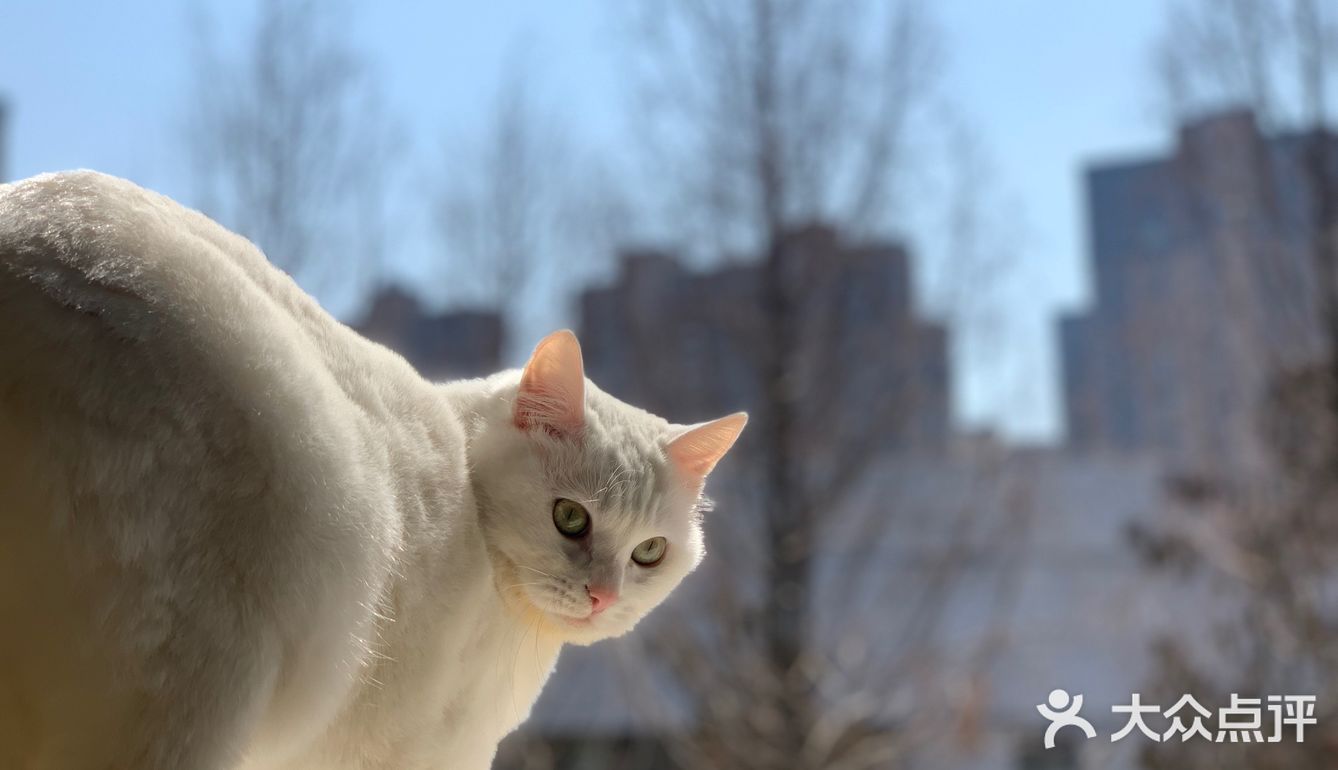 自制猫猫顶级餐食！铲屎官福音！