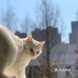 自制猫猫顶级餐食！铲屎官福音！