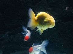 -苏州海洋馆