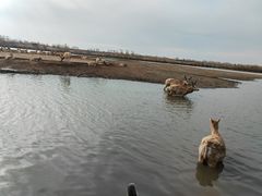 -宁波杭州湾国家湿地公园