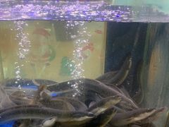 -本炙炭烤·蒲烧活鳗料理店(金沙洲店)