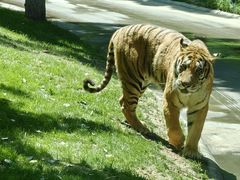 -北京野生动物园