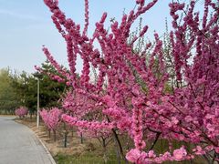 -大兴滨河森林公园