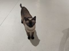 -藏猫猫咖啡主题馆(中央大道店)