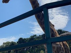 -沈阳森林动物园