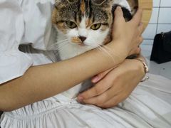 -猫房·猫吧·猫咖(龙湖时代汇店)