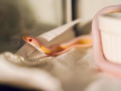 -酷以爬仙阁实体爬宠店·守宫·蜥蜴·专业繁育